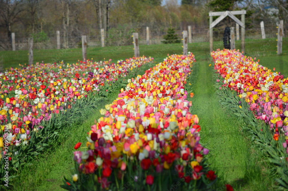 Mixed Tulips at Veldheer Tulip Garden in Holland Mixed Tulips at Veldheer Tulip Garden in Holland