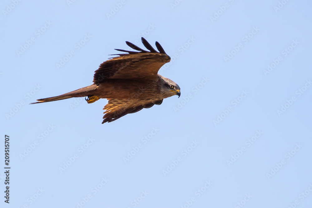 Obraz premium Black kite - Milvus migrans