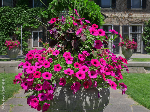 garden with stone flowerpot full of purple petunias © Spiroview Inc.