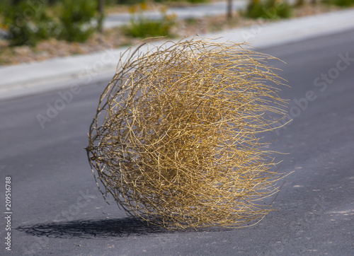 Tumbleweed n the center of a residential street photo