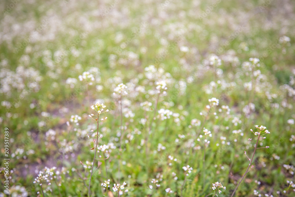 A field with small white wildflowers on a blurry background. Nature view