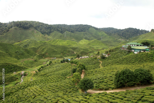 Tea Plantation, Malaysia