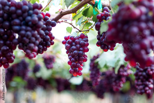 Leinwand Poster purple organic fruit in vineyard