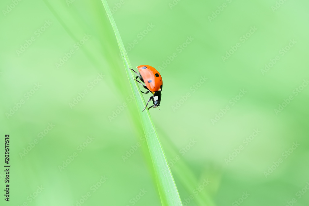 Soft focused fresh ears of young green grass and ladybug on nature in spring summer field close-up of macro with free space for text . Soft focused fresh ears of young green grass and ladybug on nature in spring summer field close-up of macro with free space for text .
