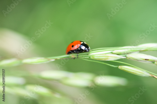 Soft focused fresh ears of young green grass and ladybug on nature in spring summer field close-up of macro with free space for text .