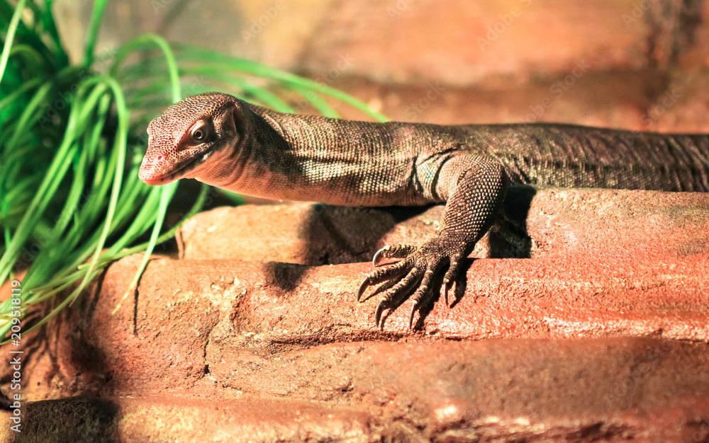 Mertens' water monitor (Varanus mertensi) in a rocky habitat in Australia. Mertens' water monitor (Varanus mertensi) in a rocky habitat in Australia.