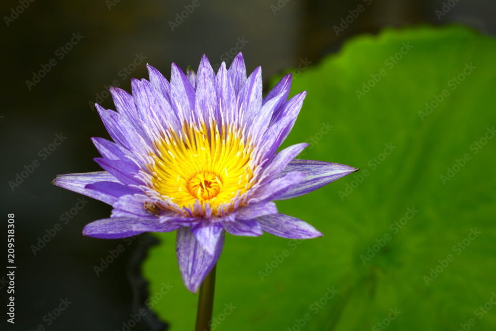 beautiful background waterlily flower , wallpaper beautiful background waterlily flower , wallpaper