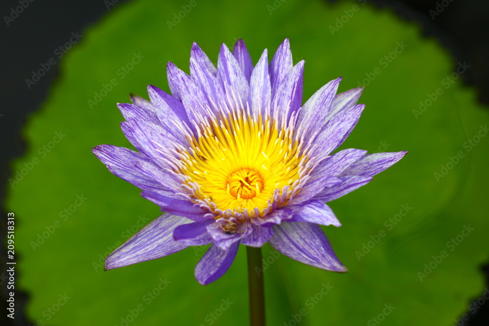 beautiful background waterlily flower , wallpaper beautiful background waterlily flower , wallpaper