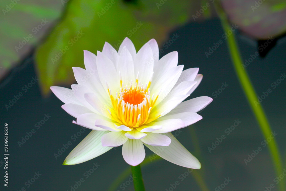 beautiful background waterlily flower , wallpaper beautiful background waterlily flower , wallpaper