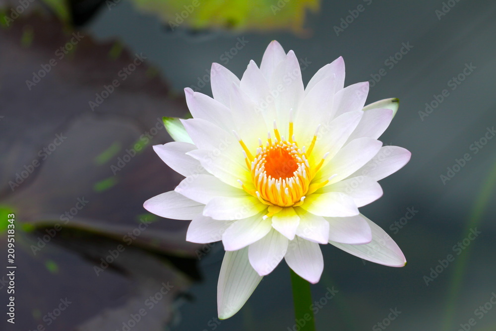 beautiful background waterlily flower , wallpaper beautiful background waterlily flower , wallpaper