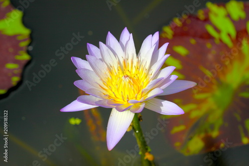 beautiful background waterlily flower   wallpaper