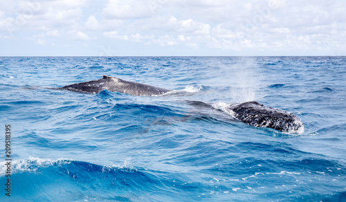 Two humpback whales breathing at the surface on Lady Elliot Island in the southern great barrier reef. The first whale is showing it's face, the other one its dorsal fin.