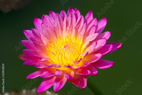 beautiful background waterlily flower   wallpaper