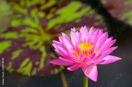 beautiful background waterlily flower , wallpaper