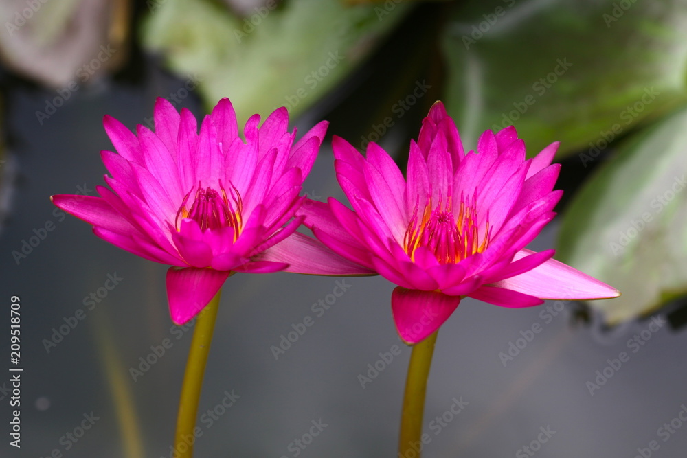 beautiful background waterlily flower , wallpaper beautiful background waterlily flower , wallpaper