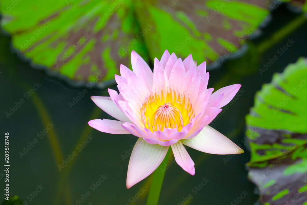 beautiful background waterlily flower , wallpaper beautiful background waterlily flower , wallpaper
