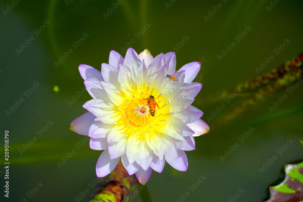 beautiful background waterlily flower , wallpaper beautiful background waterlily flower , wallpaper