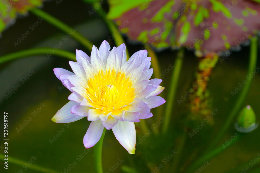 beautiful background waterlily flower , wallpaper beautiful background waterlily flower , wallpaper