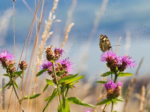 Schmetterling auf Blume