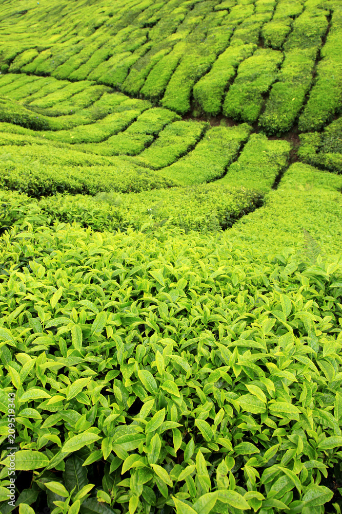 Tea Plantation, Malaysia