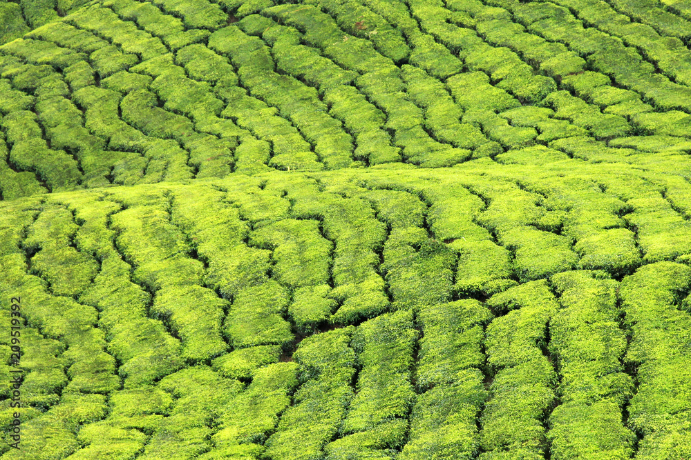 Tea Plantation, Malaysia