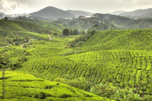Tea Plantation  Malaysia