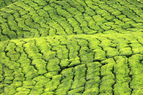 Tea Plantation, Malaysia © Sam D'Cruz