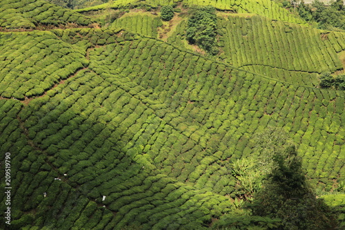 Tea Plantation, Malaysia