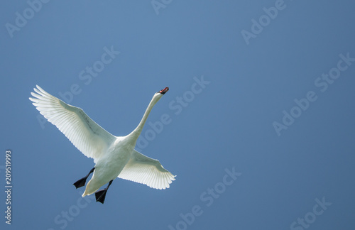  Swan Flying in a Blue Sky