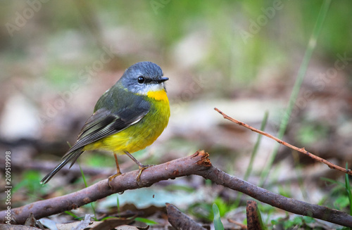 Eastern yellow robin (Eopsaltria australis) perched on a branch near the ground in Jervis Bay National Park, New South Wales, Australia.