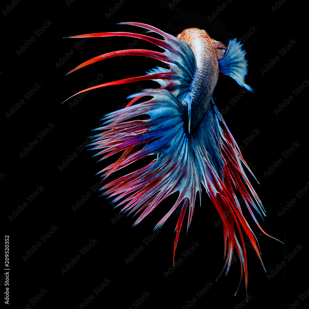 Obraz premium Fighting fish, colorful background, Halfmoon betta fish, Siamese fighting fish