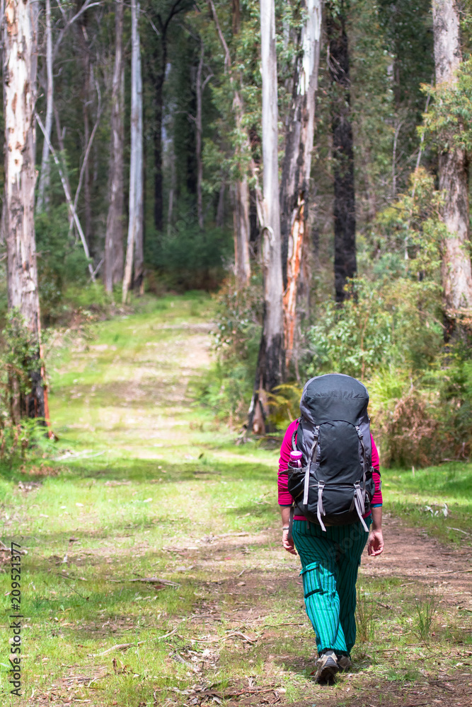 Obraz premium A hiker walks along a grassy path in the Cathedral Range State Park, Victoria, Australia.