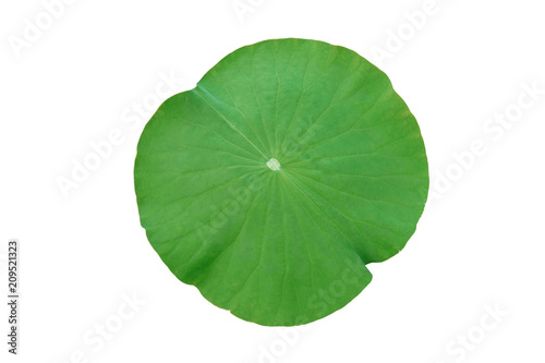 Valokuva Lotus leaf isolated on white background with clipping path.