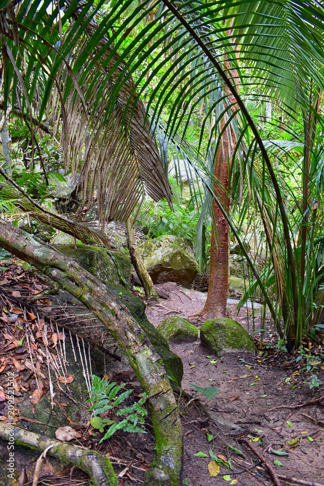 Naklejka premium Jungle River and waterfall views from the rural small village road to El Eden by Puerto Vallarta Mexico where movies have been filmed 