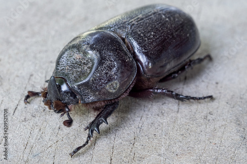 Close up of coconut rhinoceros beetle on wood