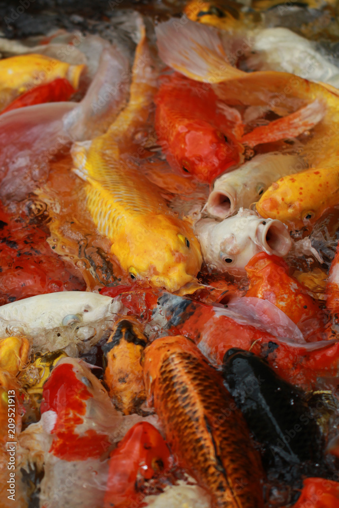 Close-up group of Colorful Crap fish on top view pond in the national park, crowd of marine life animal swim on surface of water backgrounds for home decoration Close-up group of Colorful Crap fish on top view pond in the national park, crowd of marine life animal swim on surface of water backgrounds for home decoration
