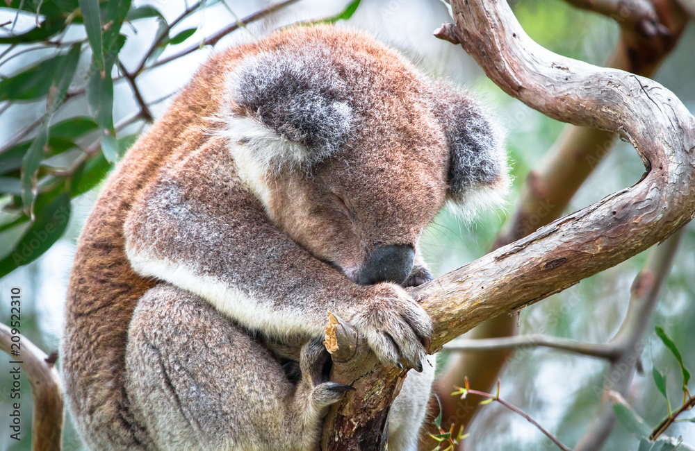 Obraz premium An adult koala (Phascolarctos cinereus) sleeping in a eucalyptus tree in the Great Otway National Park, Victoria, Australia.