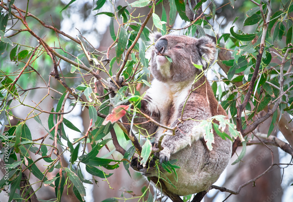 Obraz premium An adult koala (Phascolarctos cinereus) eating eucalyptus leaves in the Great Otway National Park, Victoria, Australia.