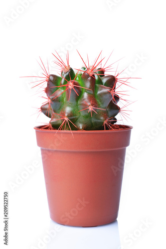 Single small green cactus in brown flower pot