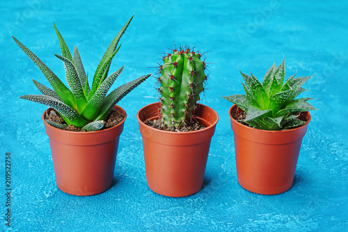 Set of small green succulents in brown flower pots