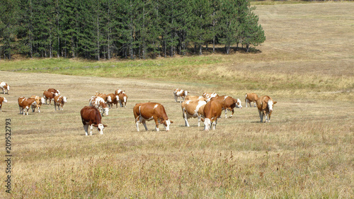 Cows in the field © Kidney Stone