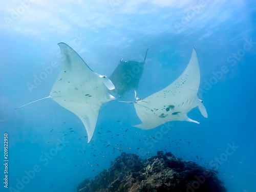 Three manta rays circling a coral reef on Lady Elliot Island in Australia. The two male are chasing the female during a courtship dance.
