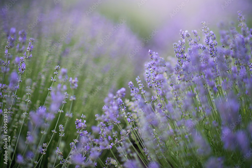 Fototapeta premium Lavender flowers in lavender field. summer purple lavender field. soft focus the field for background.
