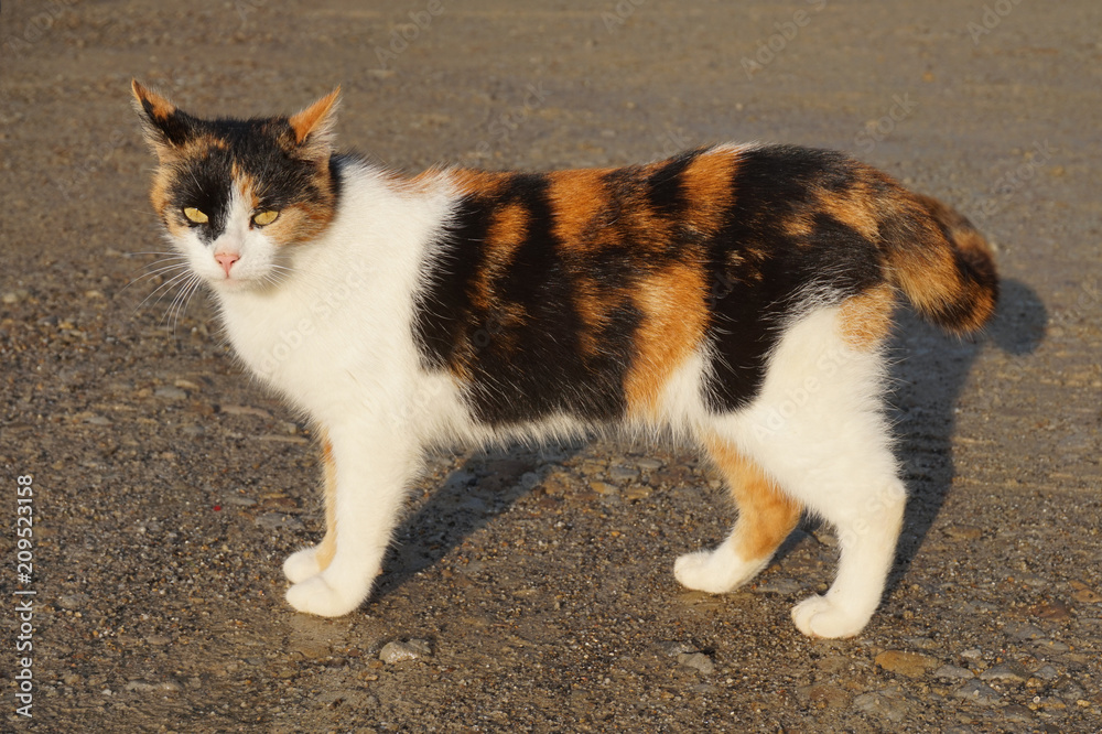White cat White cat