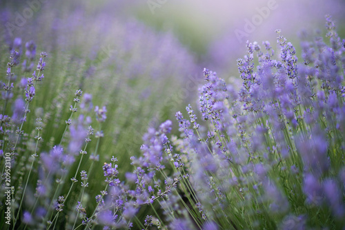 Lavender flowers in lavender field. summer purple lavender field. soft focus the field for background.