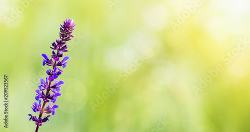 Purple herbal flower background