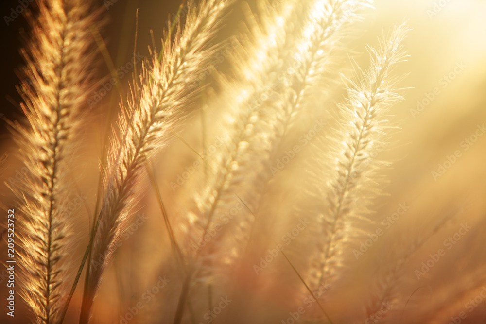 reed grass with golden sunset light background. - obrazy, fototapety, plakaty 