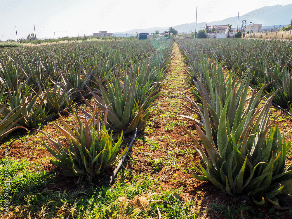 cultivation of aloe vera plantation, healthy plant used for medicine, cosmetics, skin care, decoration cultivation of aloe vera plantation, healthy plant used for medicine, cosmetics, skin care, decoration