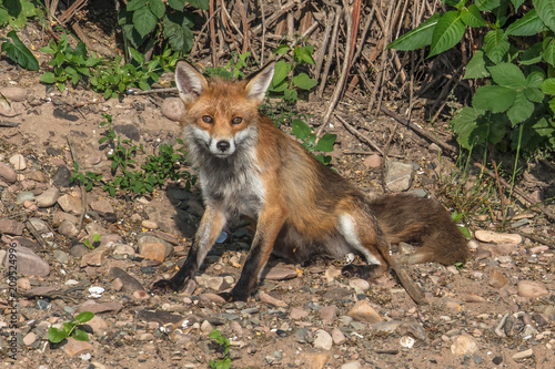fuchs