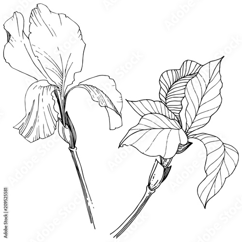 Irises in a vector style isolated. Full name of the plant: iris. Vector flower for background, texture, wrapper pattern, frame or border.